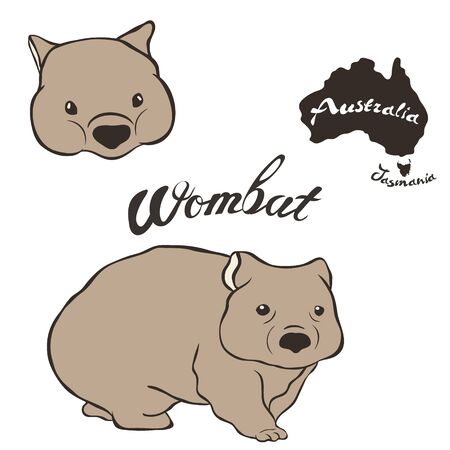 Wombat vector image isolated on white background. Wombat in full growth and head. Fauna Australia and Tasmania. Realistic wombat design. Marsupial mammal herbivores look like small bear or big hamsterのイラスト素材