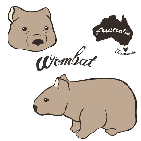 Wombat vector image isolated on white background. Wombat in full growth and head. Fauna Australia and Tasmania. Realistic wombat design. Marsupial mammal herbivores look like small bear or big hamsterのイラスト素材