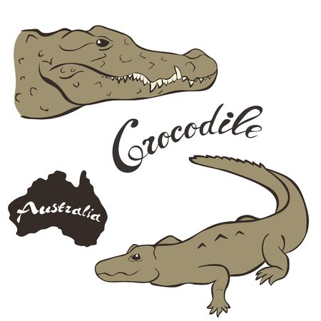 Australian freshwater crocodile vector image isolated on white background. Crocodile in full growth and head. Fauna Australia. Dangerous Australian predator.のイラスト素材