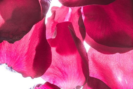 Burgundy rose petalsの写真素材