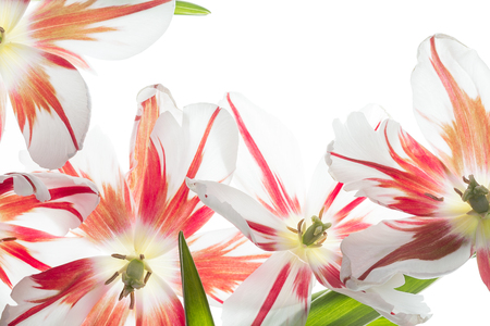 Red and white tulipsの写真素材