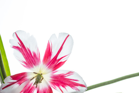 Red and white tulipの写真素材