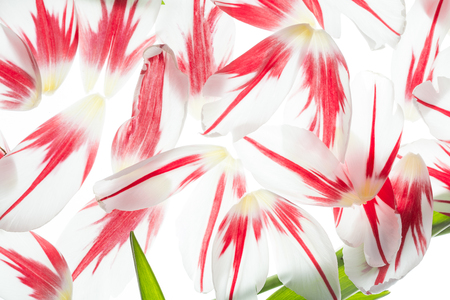 Red and white tulip petalsの写真素材