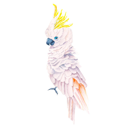 Cockatoo parrot watercolor illustration isolated on white backgroundの写真素材