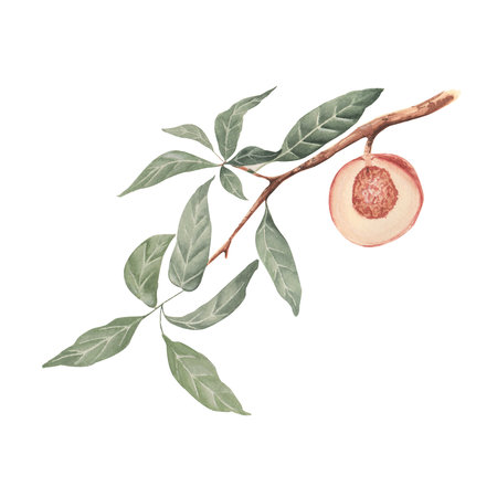 Pomegranate fruit branch with leaves. Watercolor illustration.の写真素材