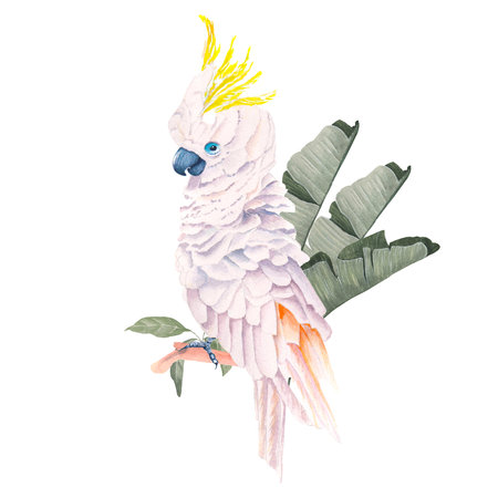 Cockatoo parrot watercolor illustration. Exotic bird.の写真素材