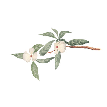 Watercolor illustration of a branch with white flowers on a white backgroundの写真素材