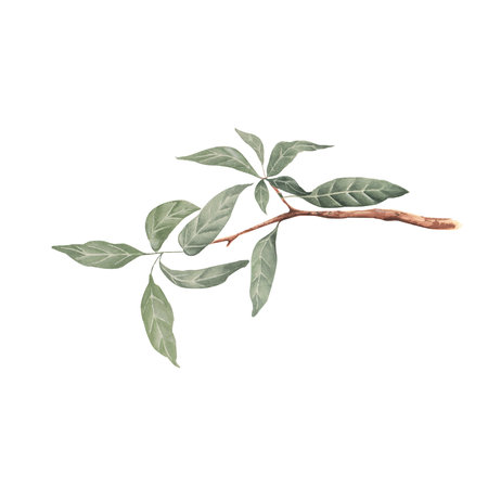 Watercolor branch with leaves isolated on white background. Vector illustration.の写真素材