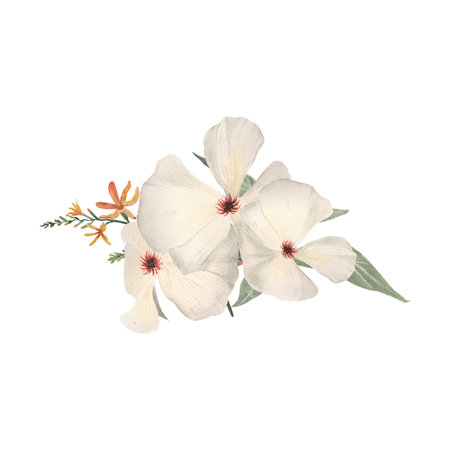 Watercolor illustration of white hibiscus flowers isolated on white backgroundの写真素材