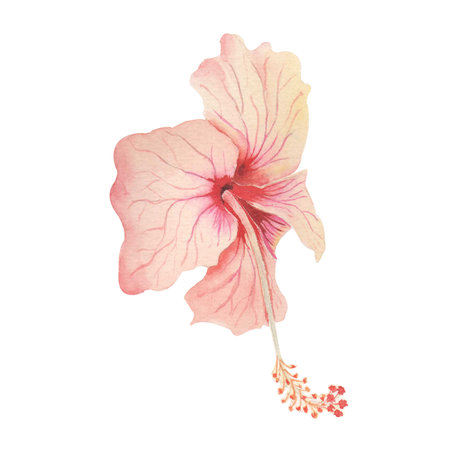 Watercolor pink hibiscus flower isolated on white background.の写真素材