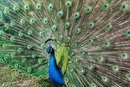 The most beautiful bird in the world is a peacock from the chicken family with a large and bright tail like a chic fan of feathers with eyes for protection. An animal from the pheasant family.の写真素材