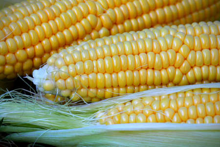 Corn on the cob