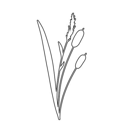 Reed Grass Outline Sketch. Hand drawn Reeds illustration. Vector isolated element.のイラスト素材