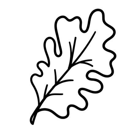 Vector hand drawn doodle Oak sketch Leaf. Vector isolated Cartoon Fall Botanical illustration.のイラスト素材