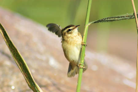Sedge Warbler (Acrocephalus schoenobaenus)の写真素材
