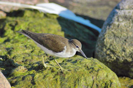 Common sandpiper (Tringa hypoleucos or Actitis hypoleucos)の写真素材