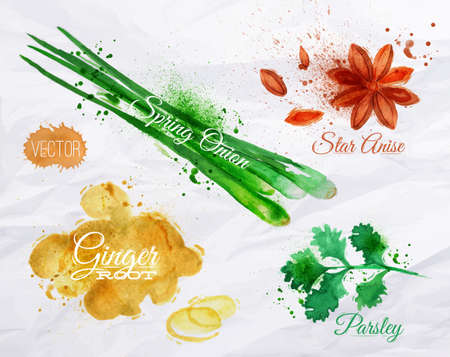 Spices herbs set drawn watercolor blots and stains with a spray star anise, parsley, spring onion, ginger rootのイラスト素材