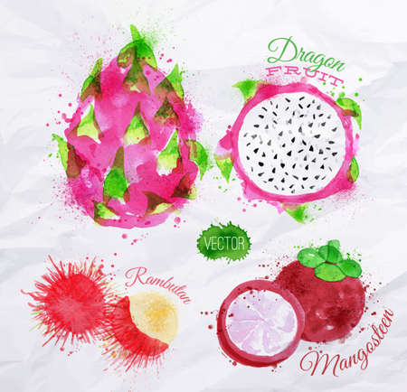 Exotic fruit set drawn watercolor blots and stains with a spray dragon fruit, rambutan, mangosteenのイラスト素材