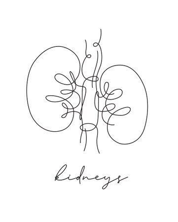Pen line poster kidneys drawing in pen line style on white backgroundのイラスト素材
