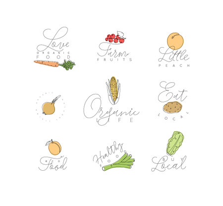 Label fruits and vegetables carrot, currant, peach, onion, corn, potato, apricot, leek, lettuce with text drawing with color in linear style on white backgroundのイラスト素材