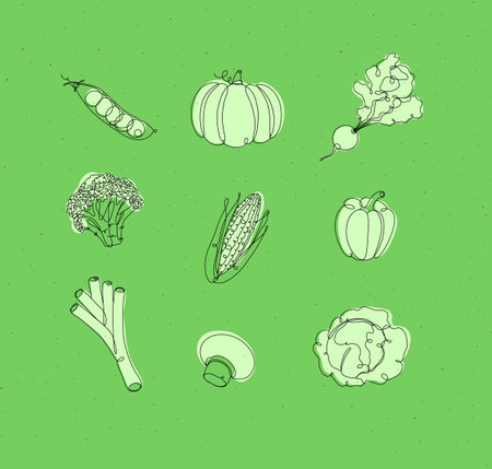 Vegetables icons peas, pumpkin, radish, broccoli, corn, pepper, leek, champignon cabbage drawing in linear style on white backgroundのイラスト素材