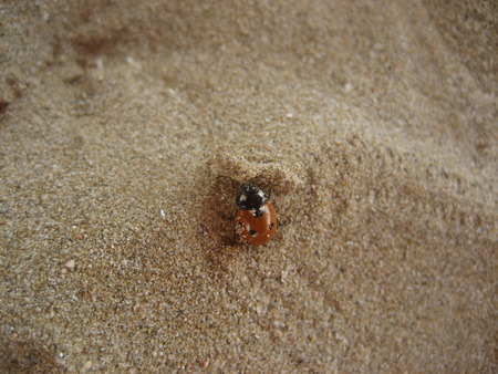 ladybugの写真素材