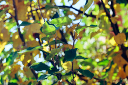 blurred background of a tree with green leavesの写真素材
