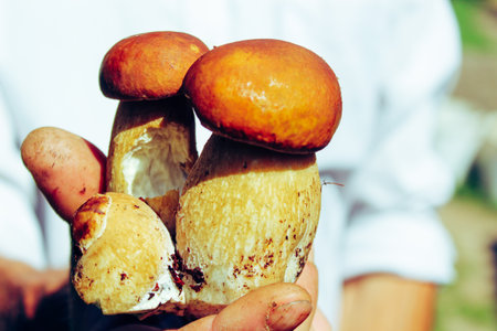 White mushroom in hands. Sunshine. A trip to the forest for mushrooms. Ukraineの写真素材