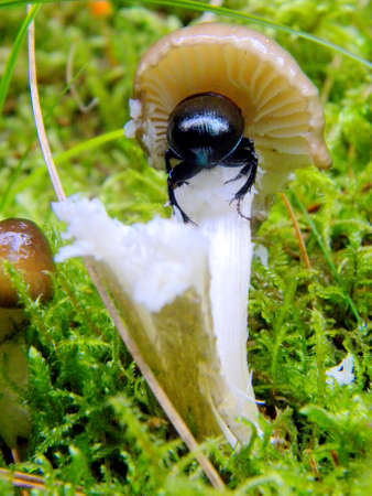 beetleの写真素材