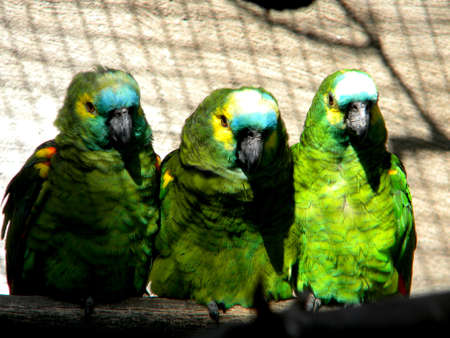 Three parrotsの写真素材