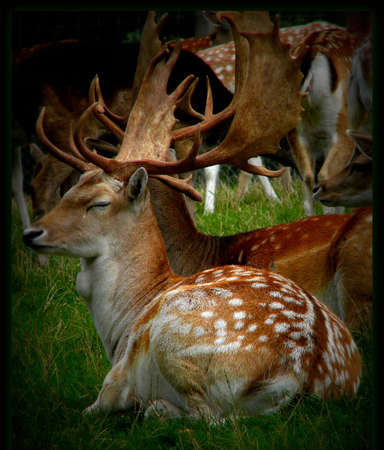 Sleeping deerの写真素材