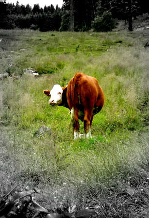 Cow in the greenの写真素材