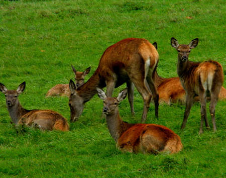 A bunch of red deerの写真素材