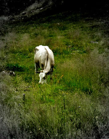 Cowの写真素材