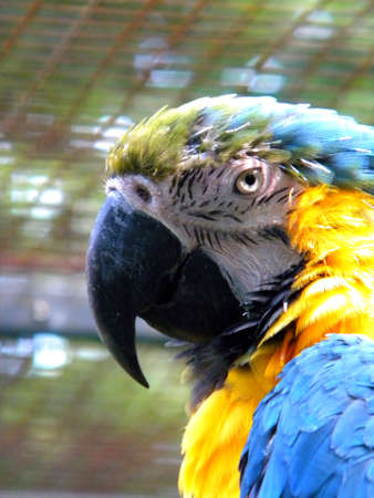 a very old and wise parrotの写真素材