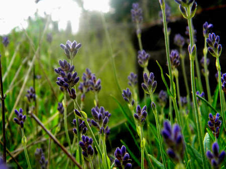 blooming flowers in the gardenの写真素材
