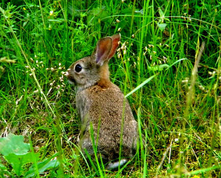 a small hare sneaks upの写真素材