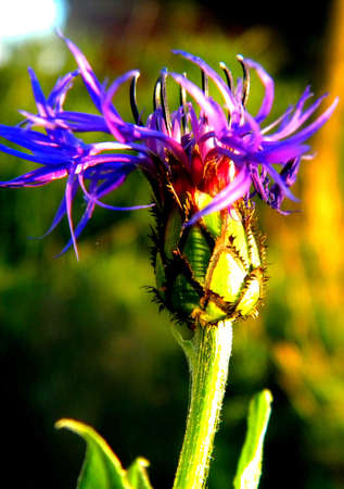 cornflower growing at the gardenの写真素材