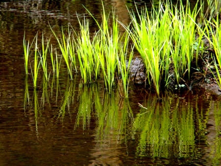 green water plants reflectsの写真素材