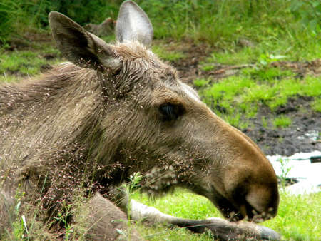 an old moose takes a restの写真素材