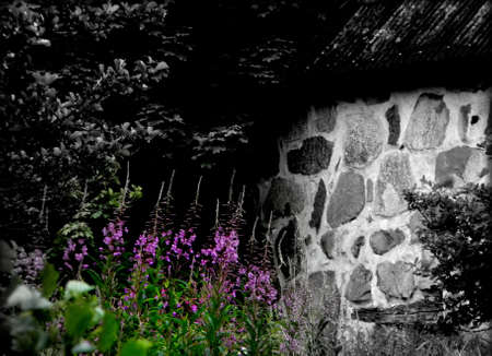old building and purple flowersの写真素材