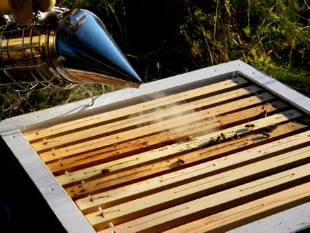 bees