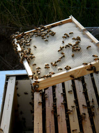 honey bees