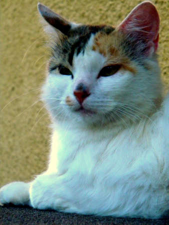 a cat looking over the farmの写真素材