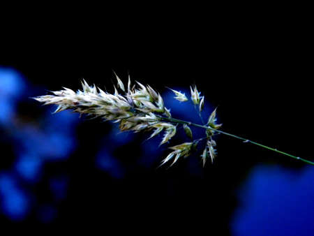grass straw in night light