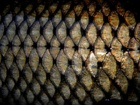 fish scales on a golden fishの写真素材