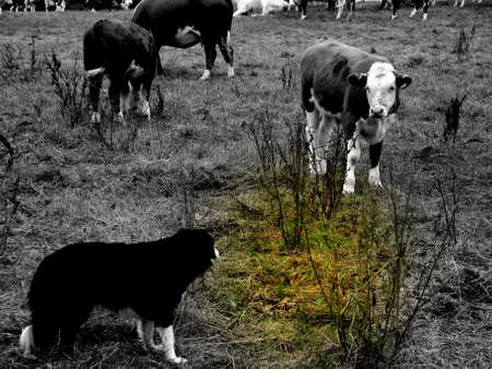 dog guards his cattle in a fieldの写真素材