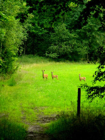 three roe deers on a green feildの写真素材