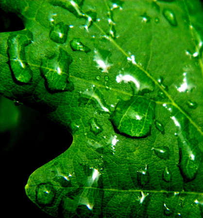 dropplets on a oakleafの写真素材