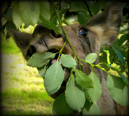 a moose eating leaves from a treeの写真素材